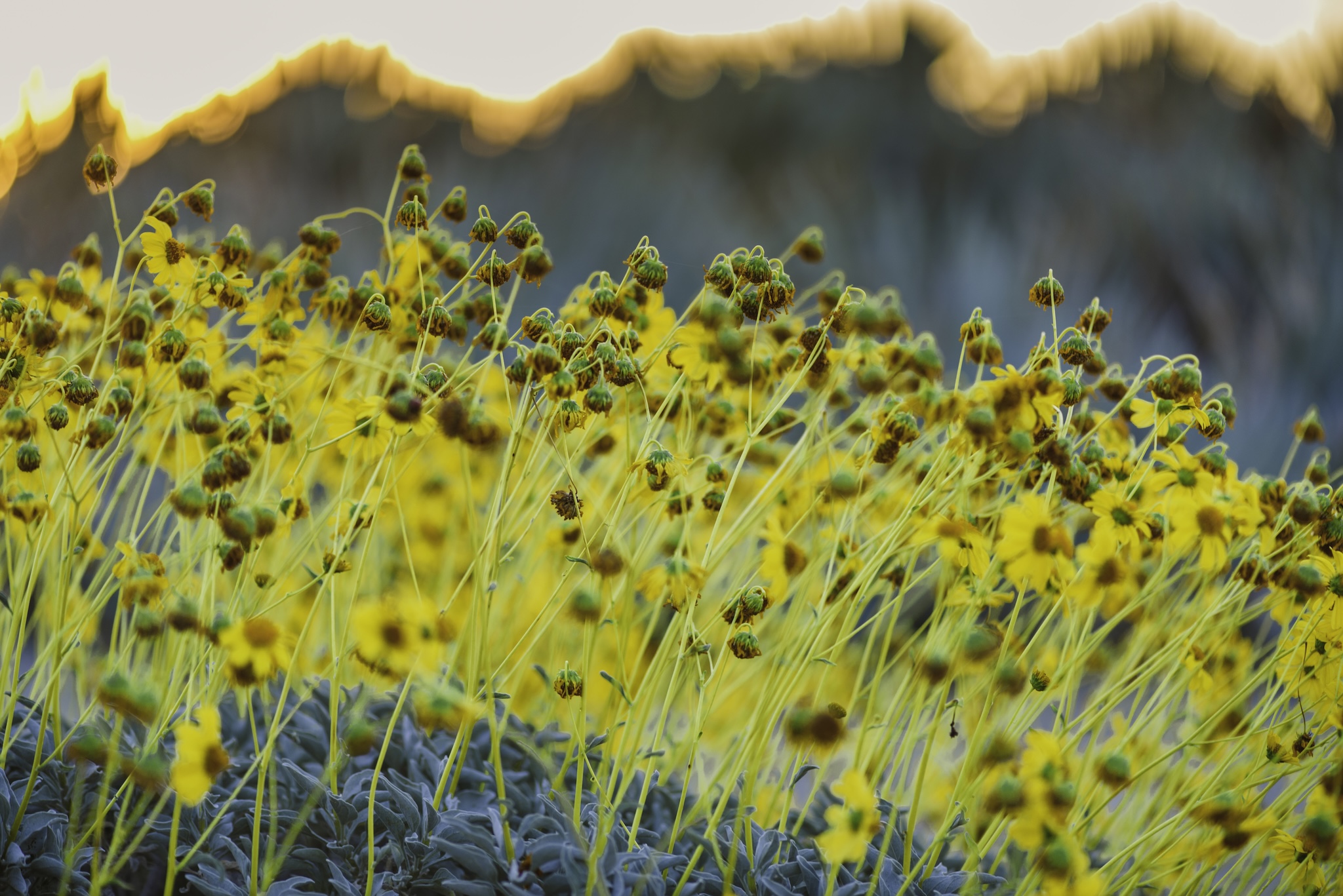 Borrego Palm Canyon Campground