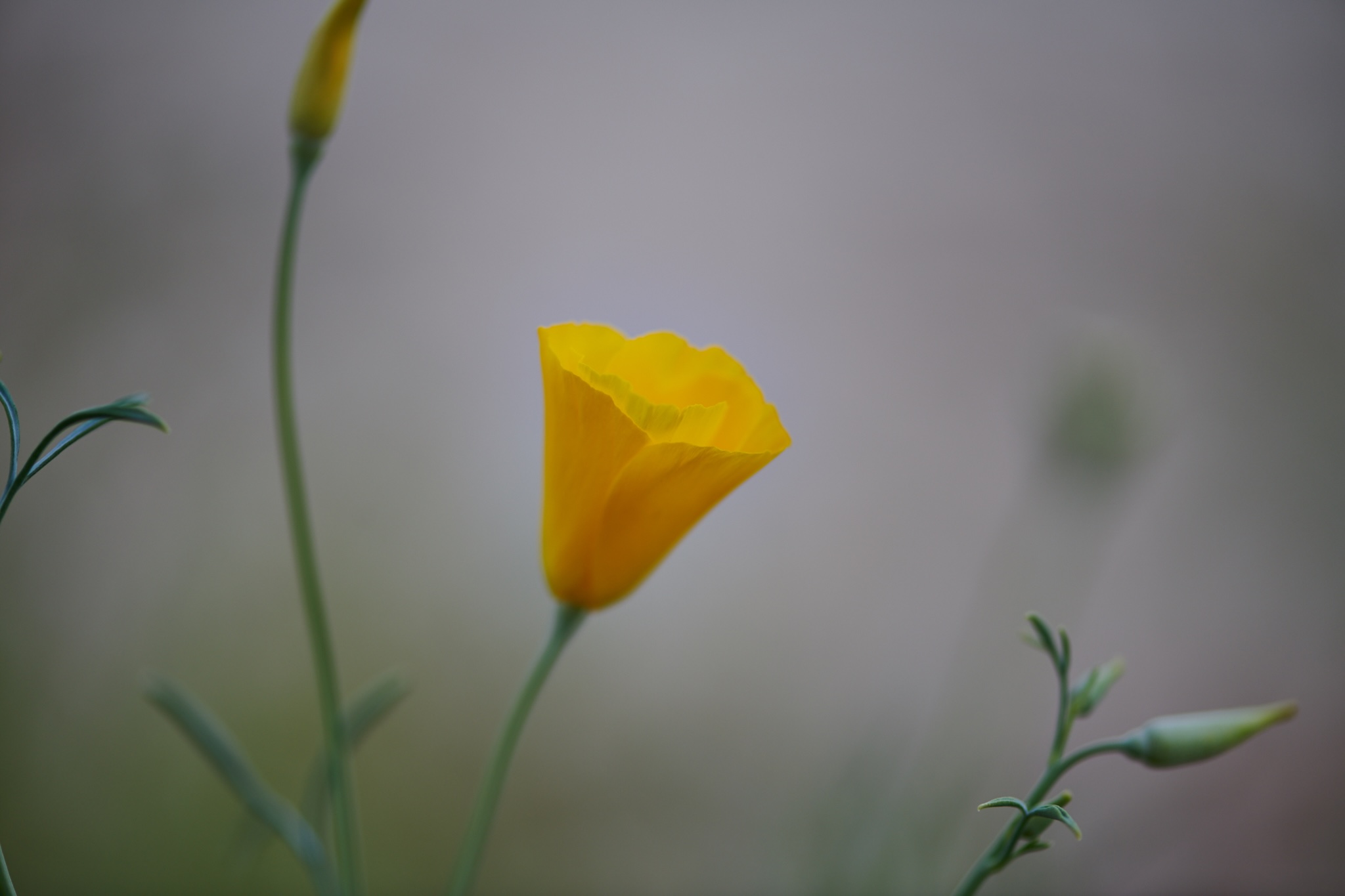 California State Parks