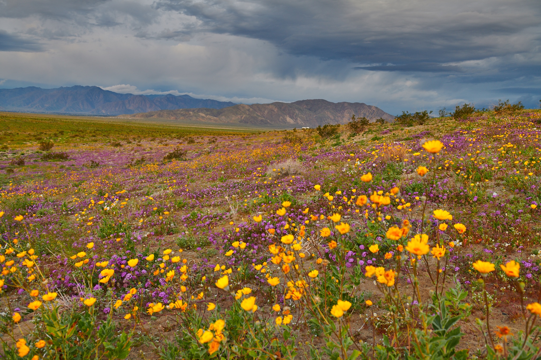 Borrego Palm Canyon Campground