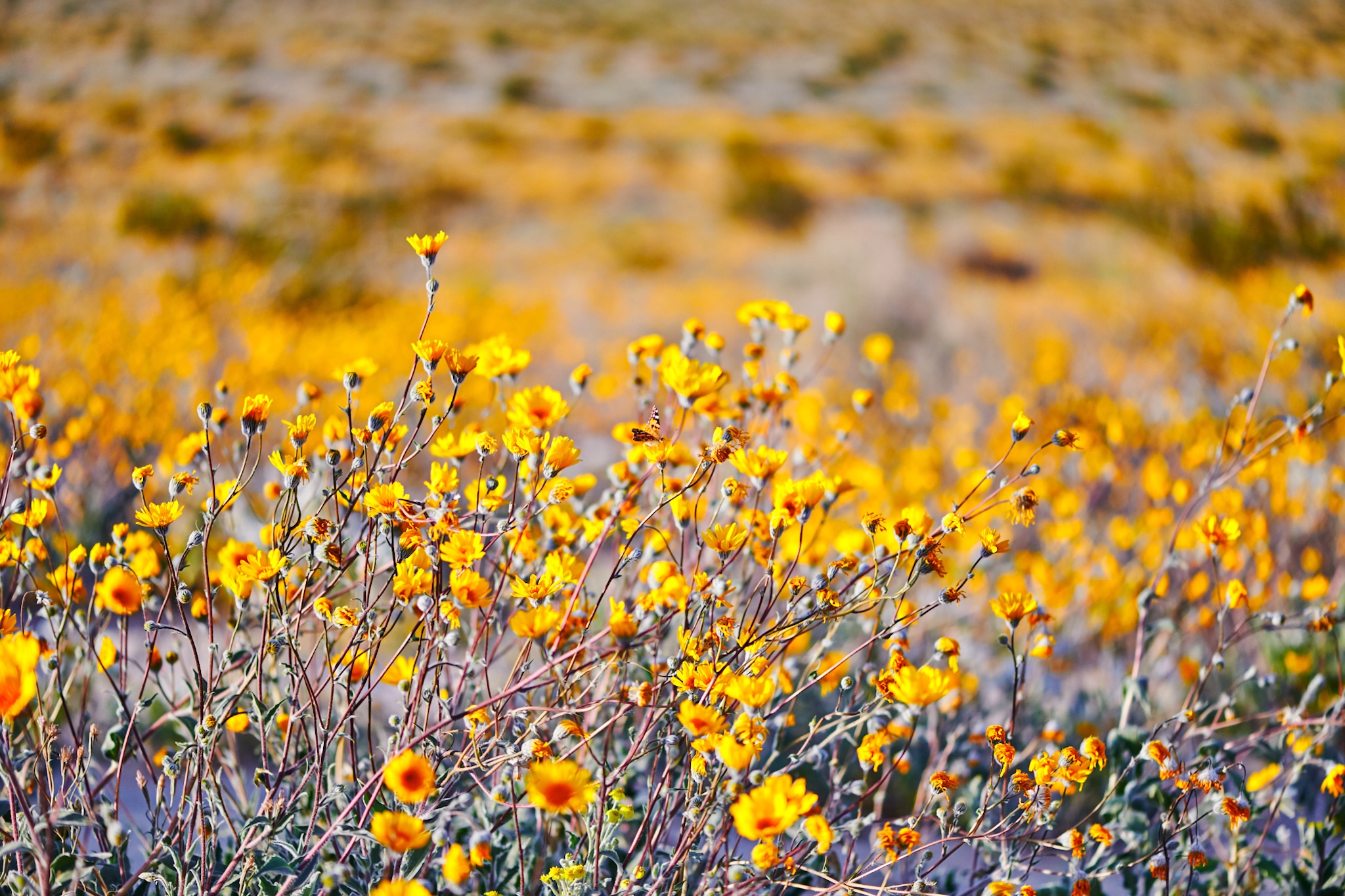 California State Parks