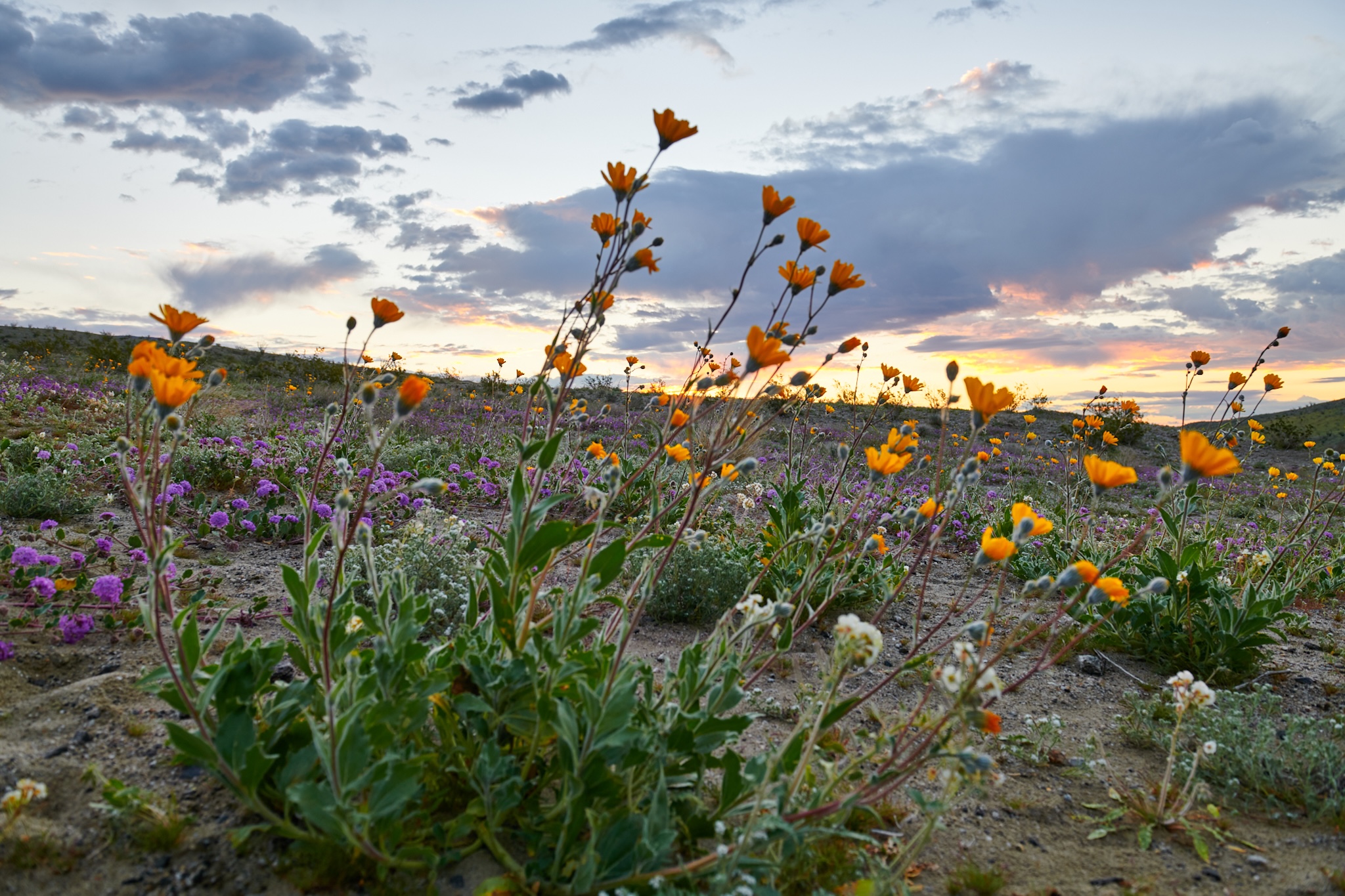 Tamarisk Grove Campground