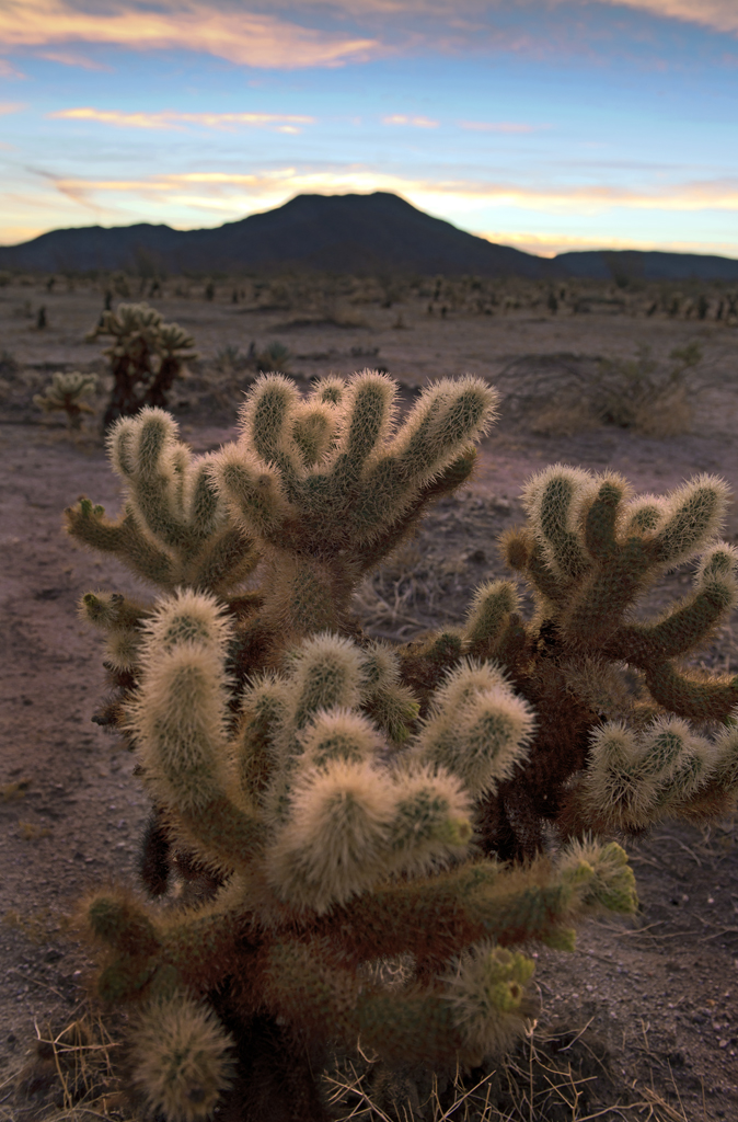 Borrego Palm Canyon Campground