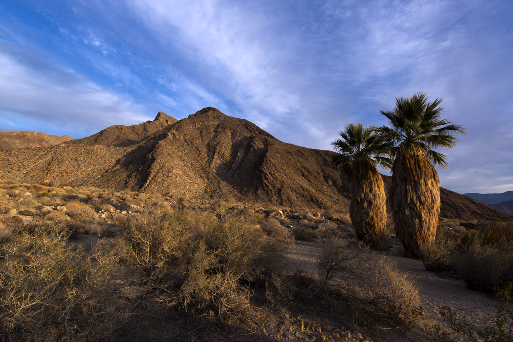 Borrego Palm Canyon Group Campground