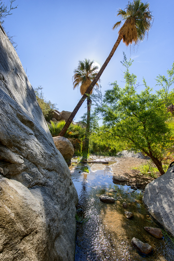 Borrego Palm Canyon Campground