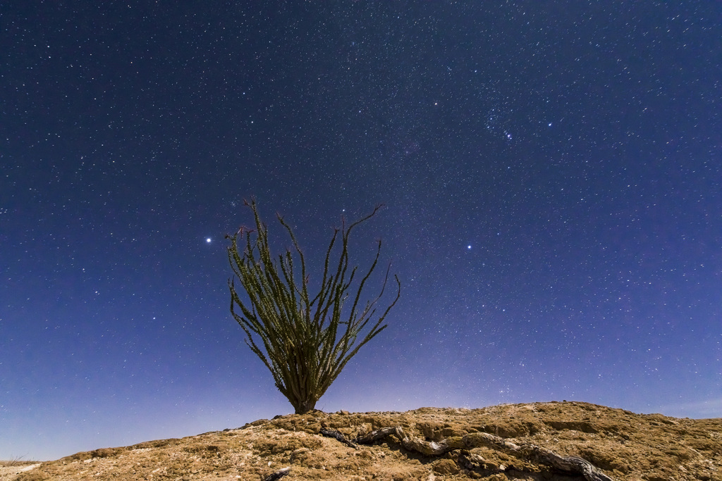 Borrego Palm Canyon Group Campground