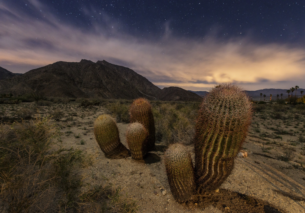Borrego Palm Canyon Campground