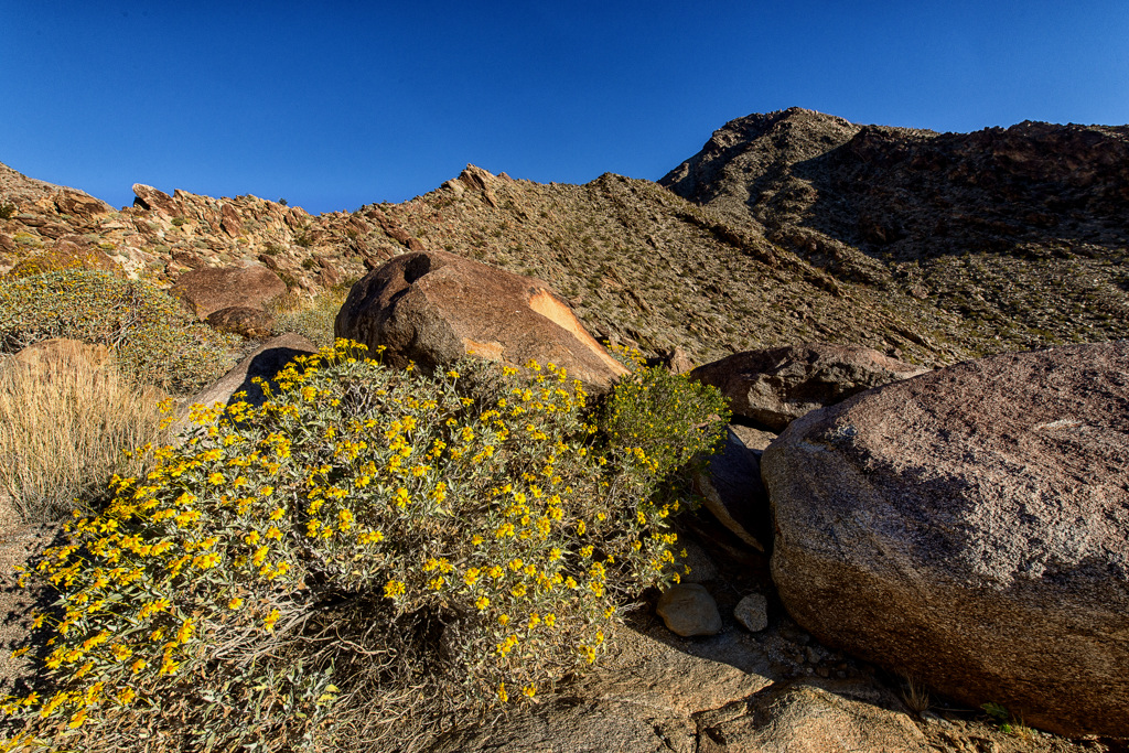 Borrego Palm Canyon Group Campground