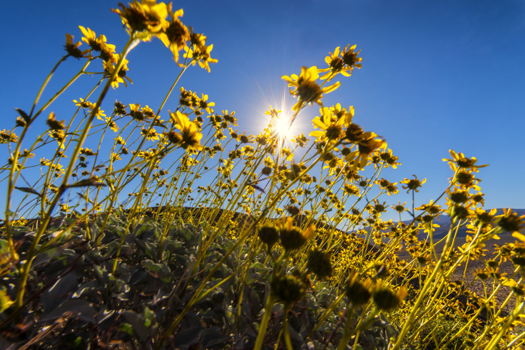 Tamarisk Grove Campground