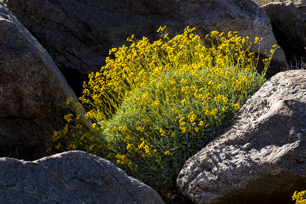 Borrego Palm Canyon Campground