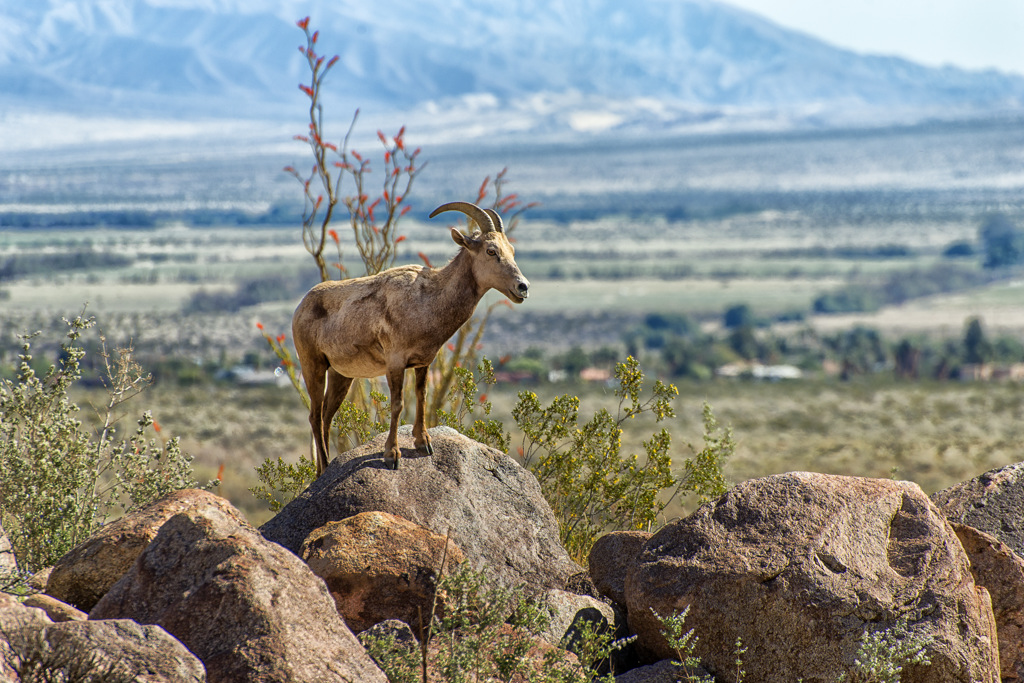 Vern Whitaker Horse Campground