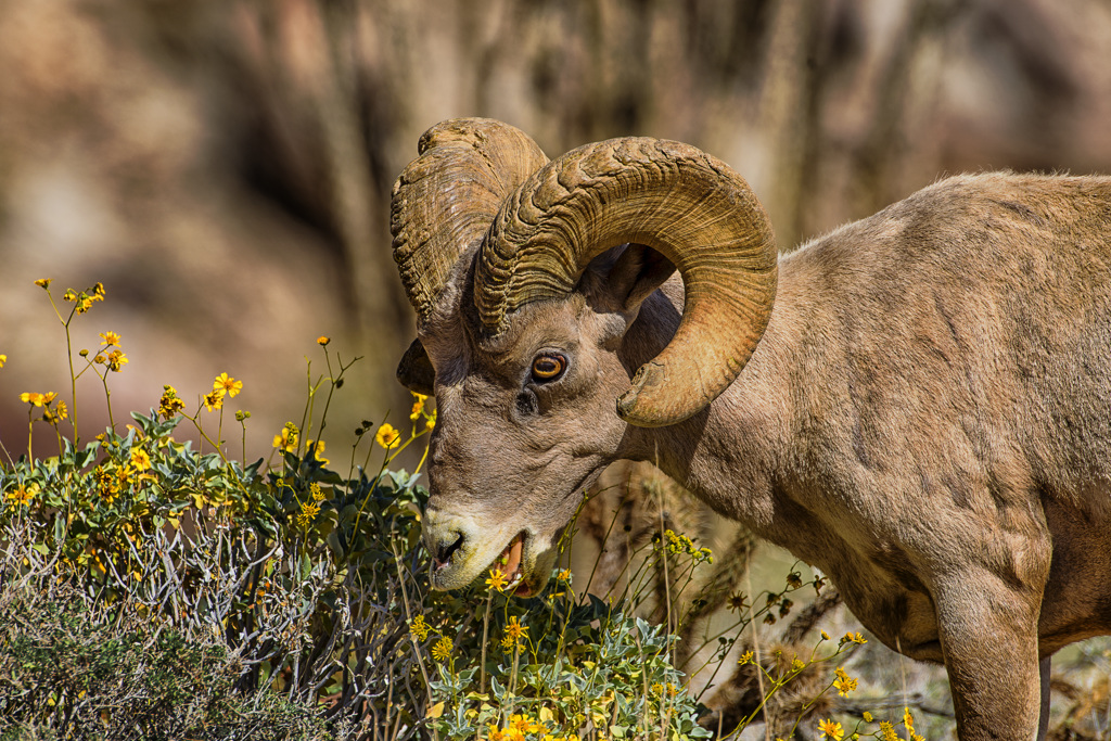 Borrego Palm Canyon Campground