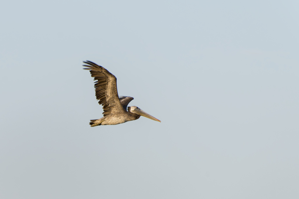 Salt Creek Beach Campground