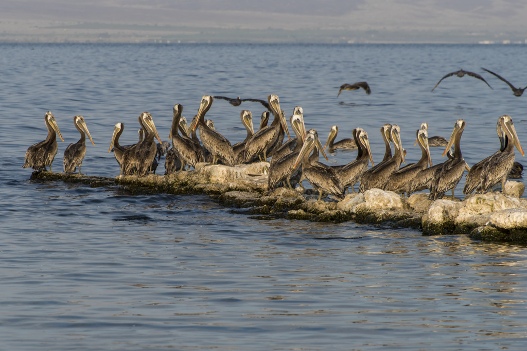 Salt Creek Beach Campground