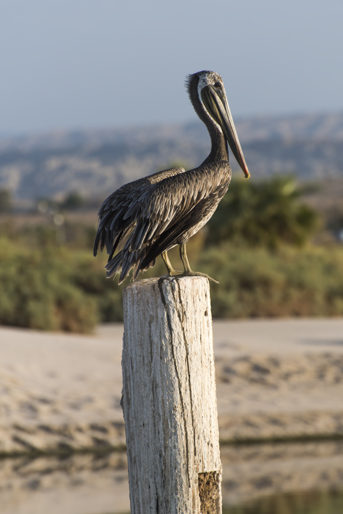 California State Parks