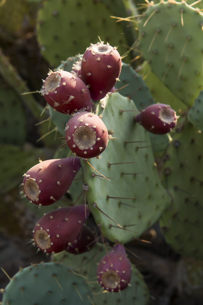 Mecca Beach Campground