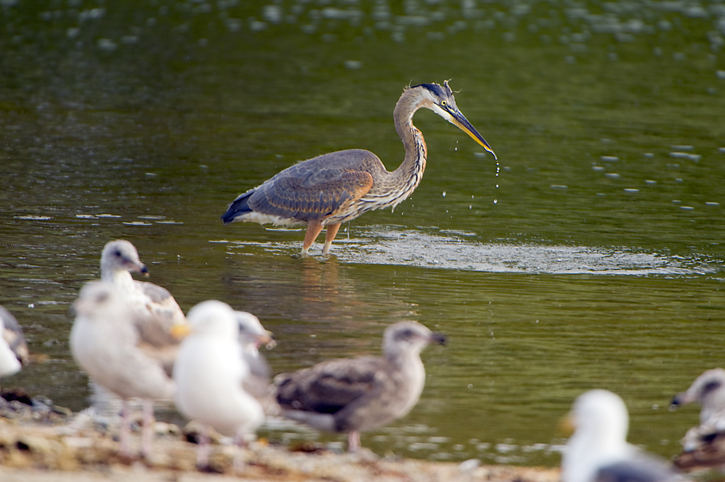 Doheny State Beach Campground