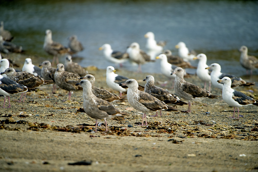 Doheny State Beach Campground