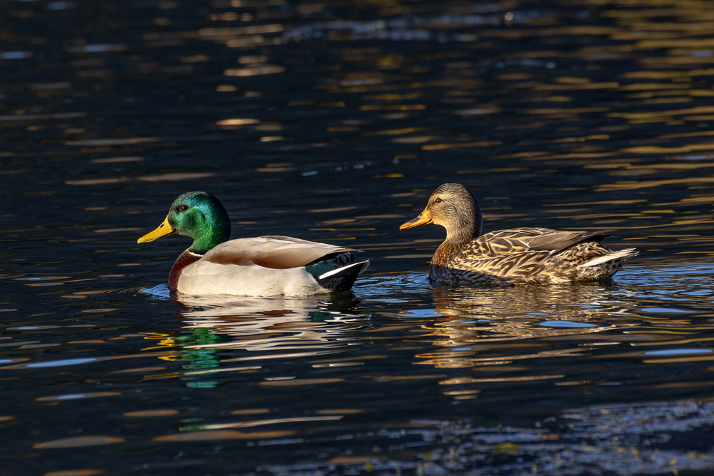 California State Parks