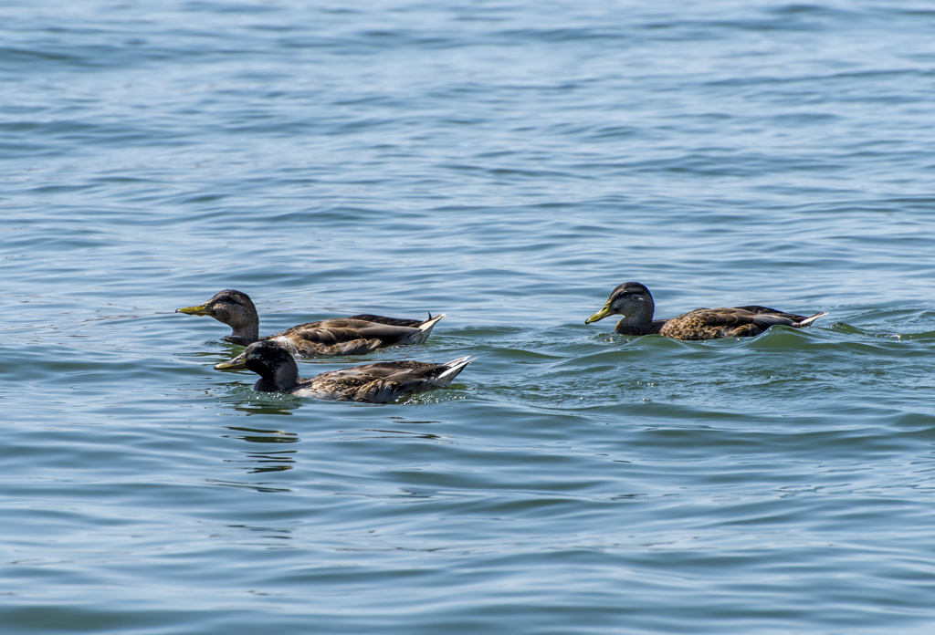 California State Parks