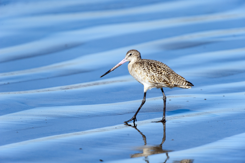 Silver Strand State Beach Campground
