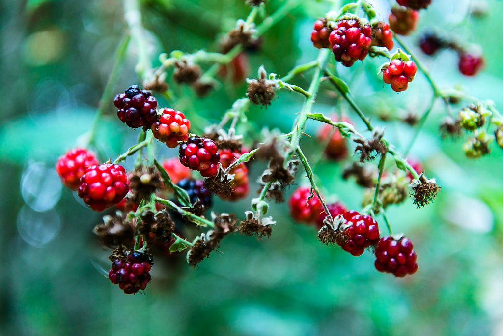 West Ridge Trail Campground