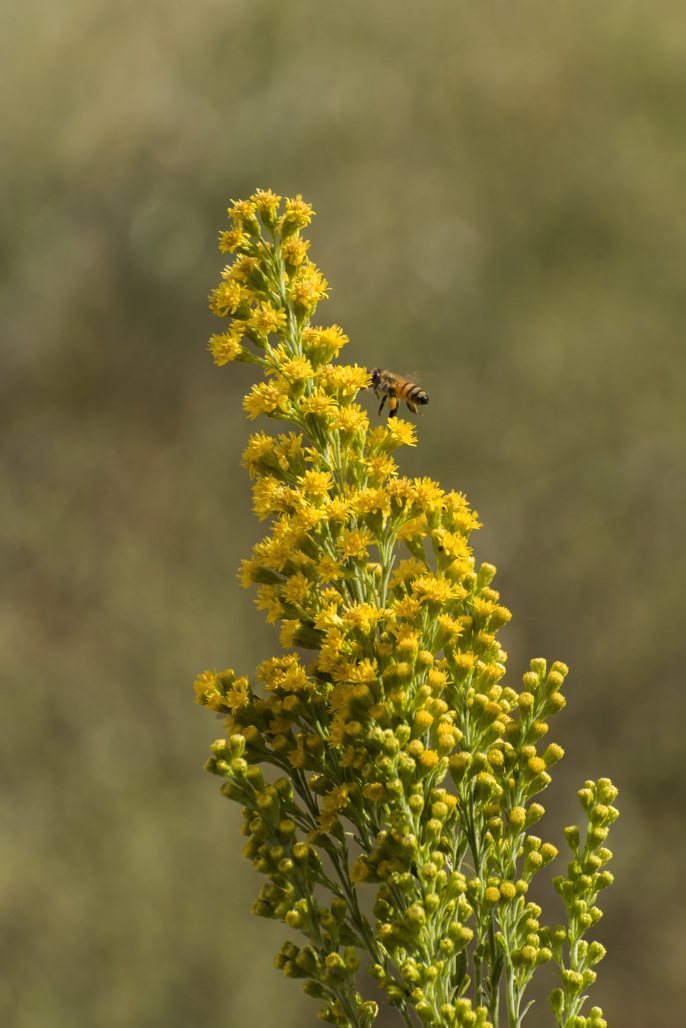 California State Parks