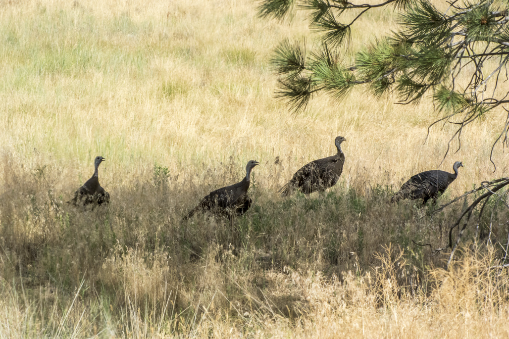 Granite Springs Trail Group Campground