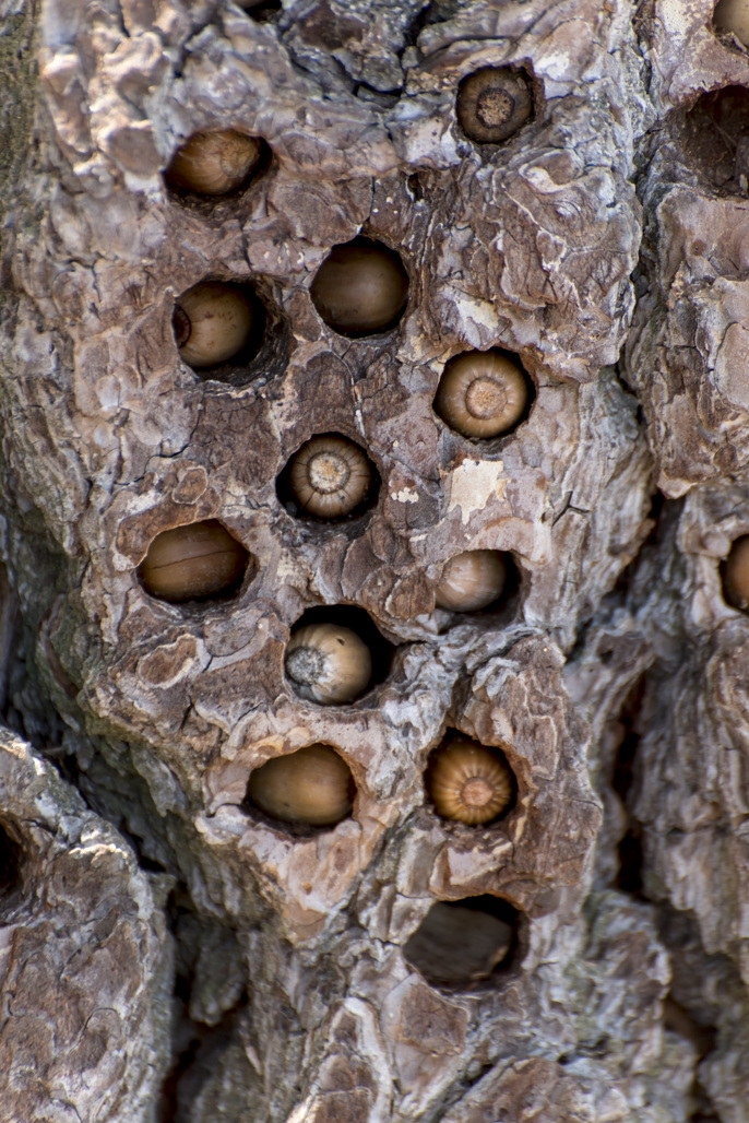 Granite Springs Trail Group Campground