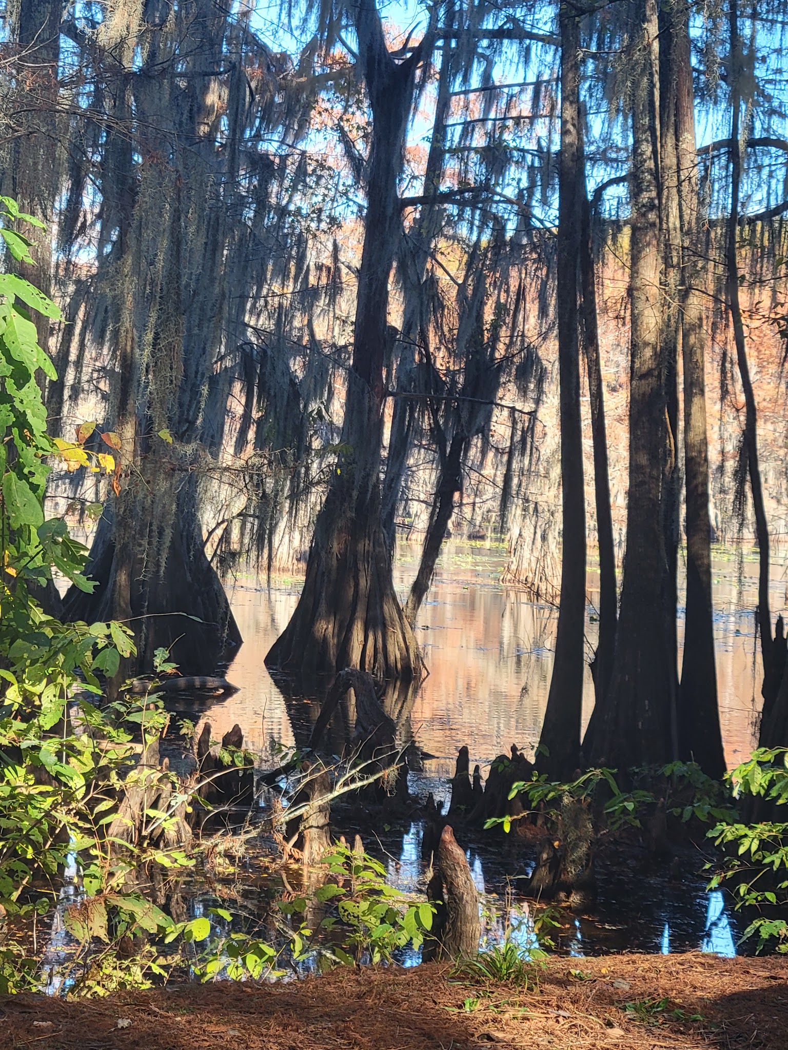Caddo Lake State Park