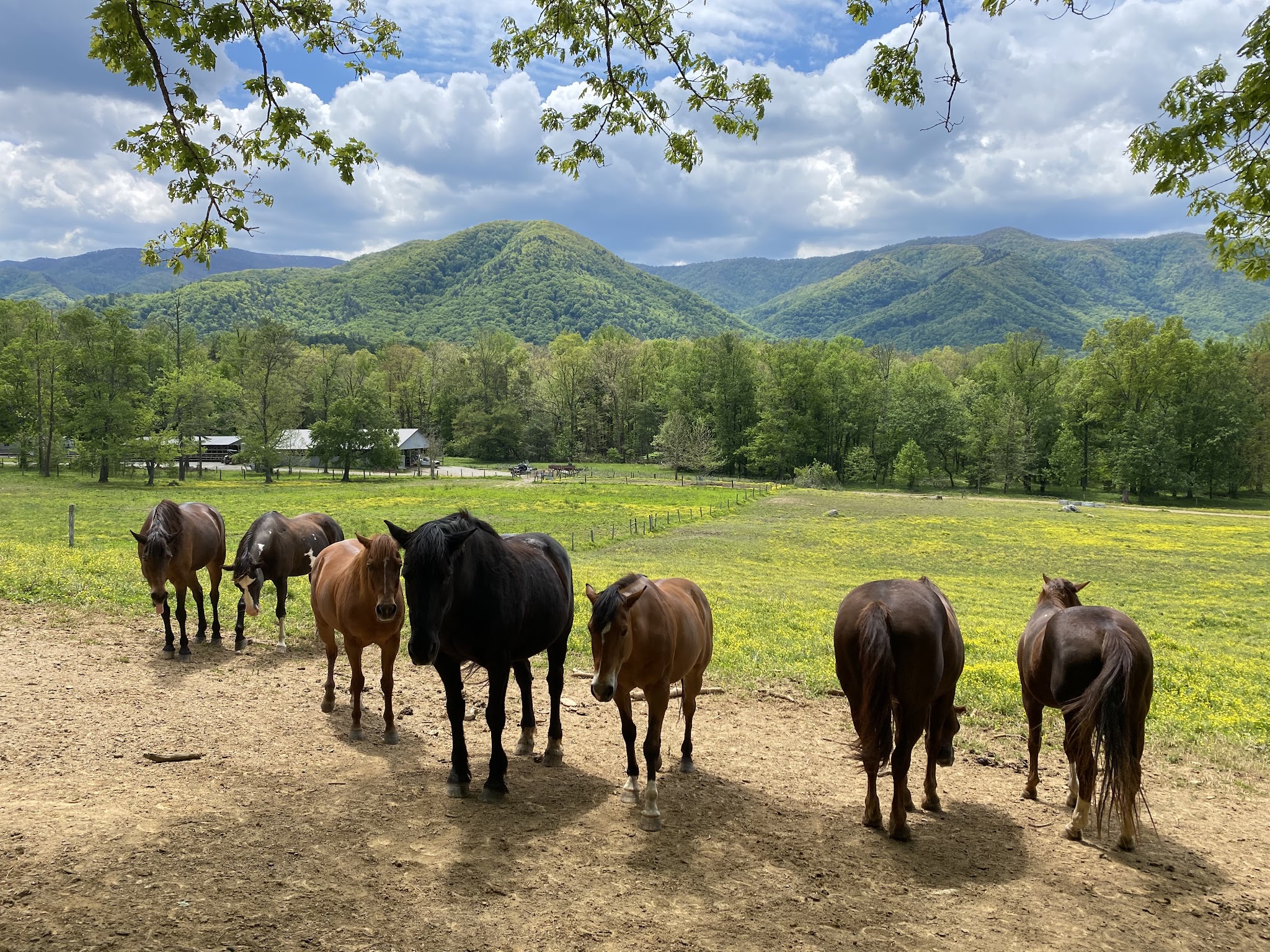 Cades Cove Campground