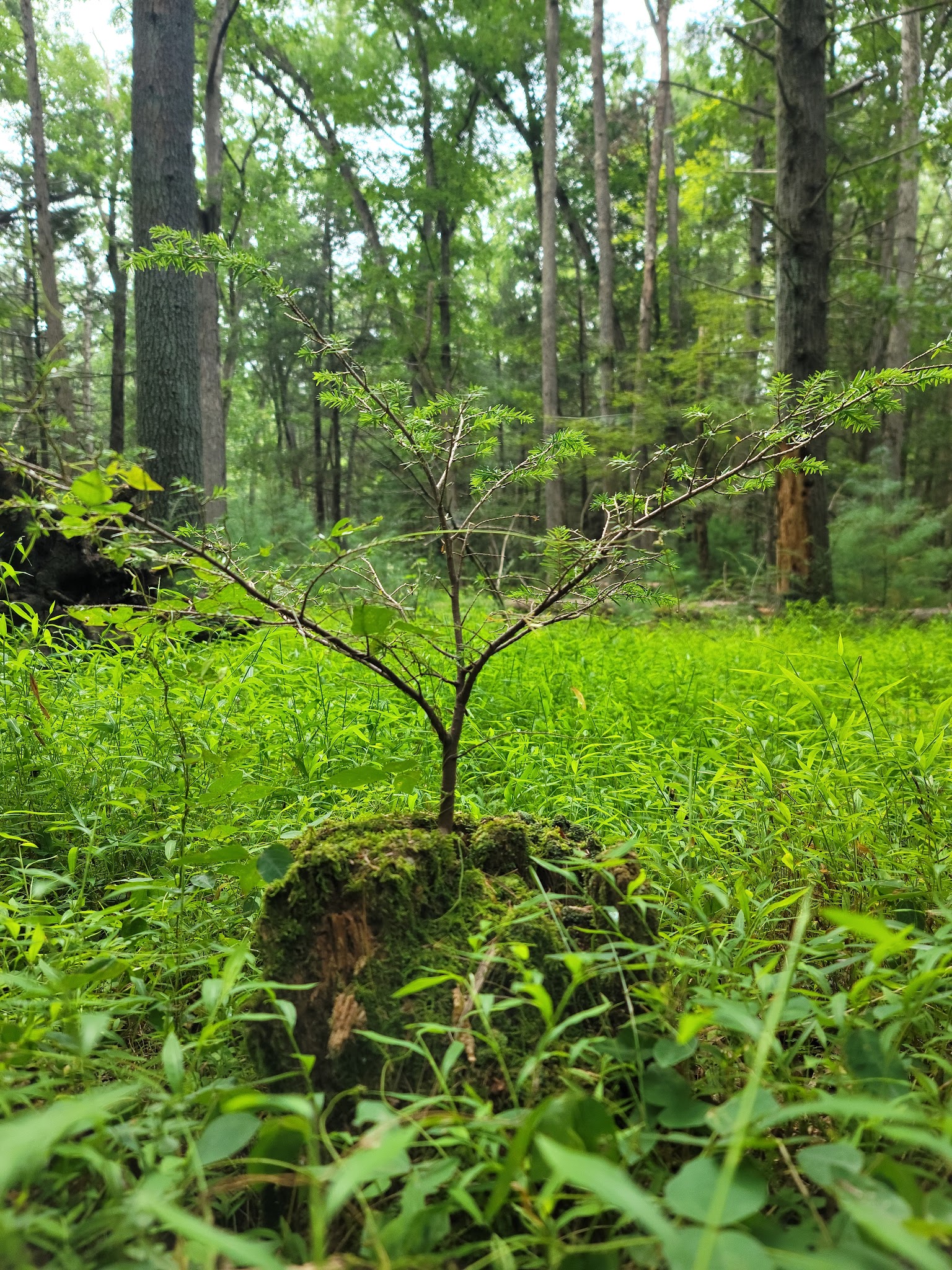 Caledonia State Park