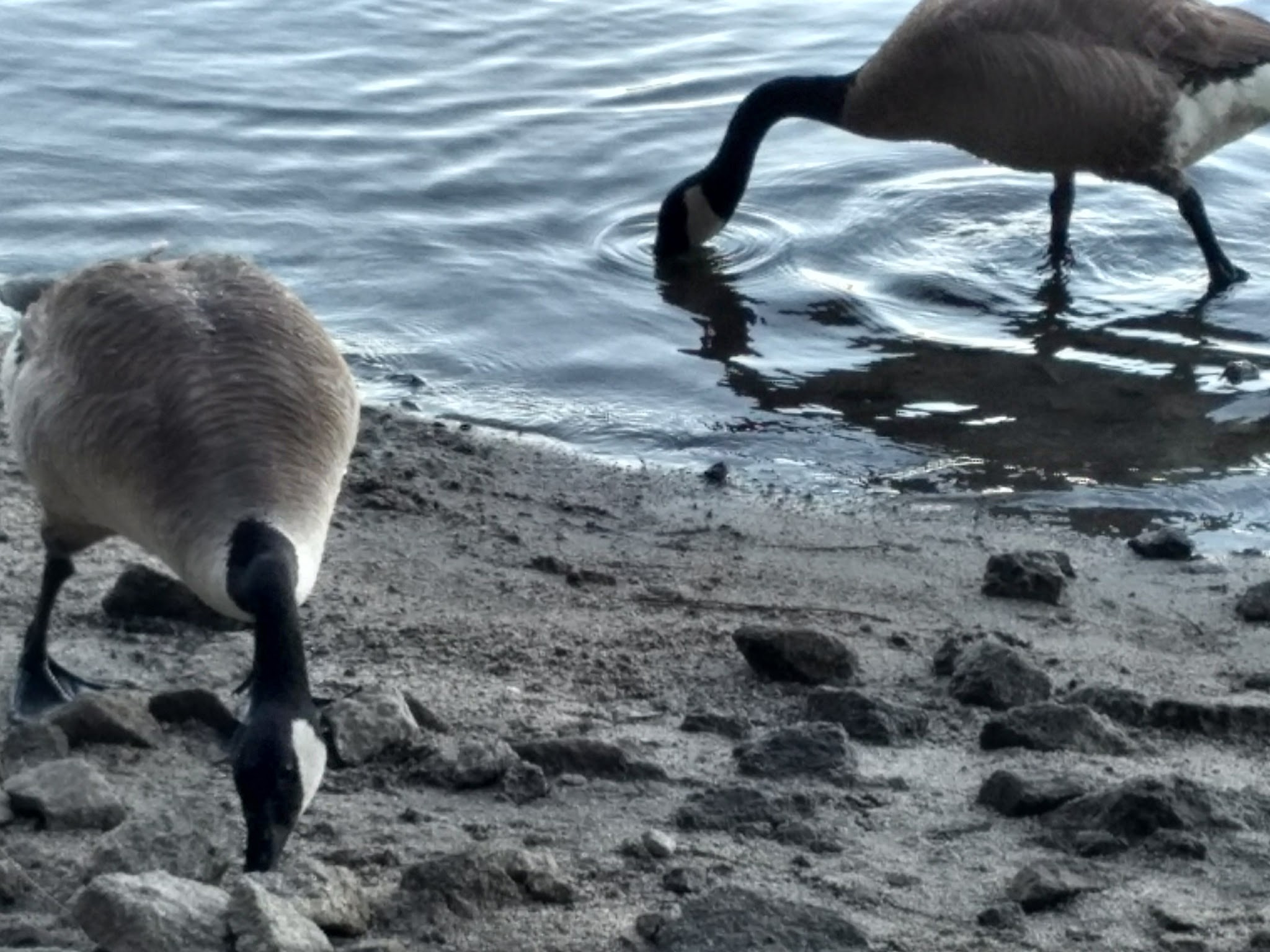 Camino Cove Campground