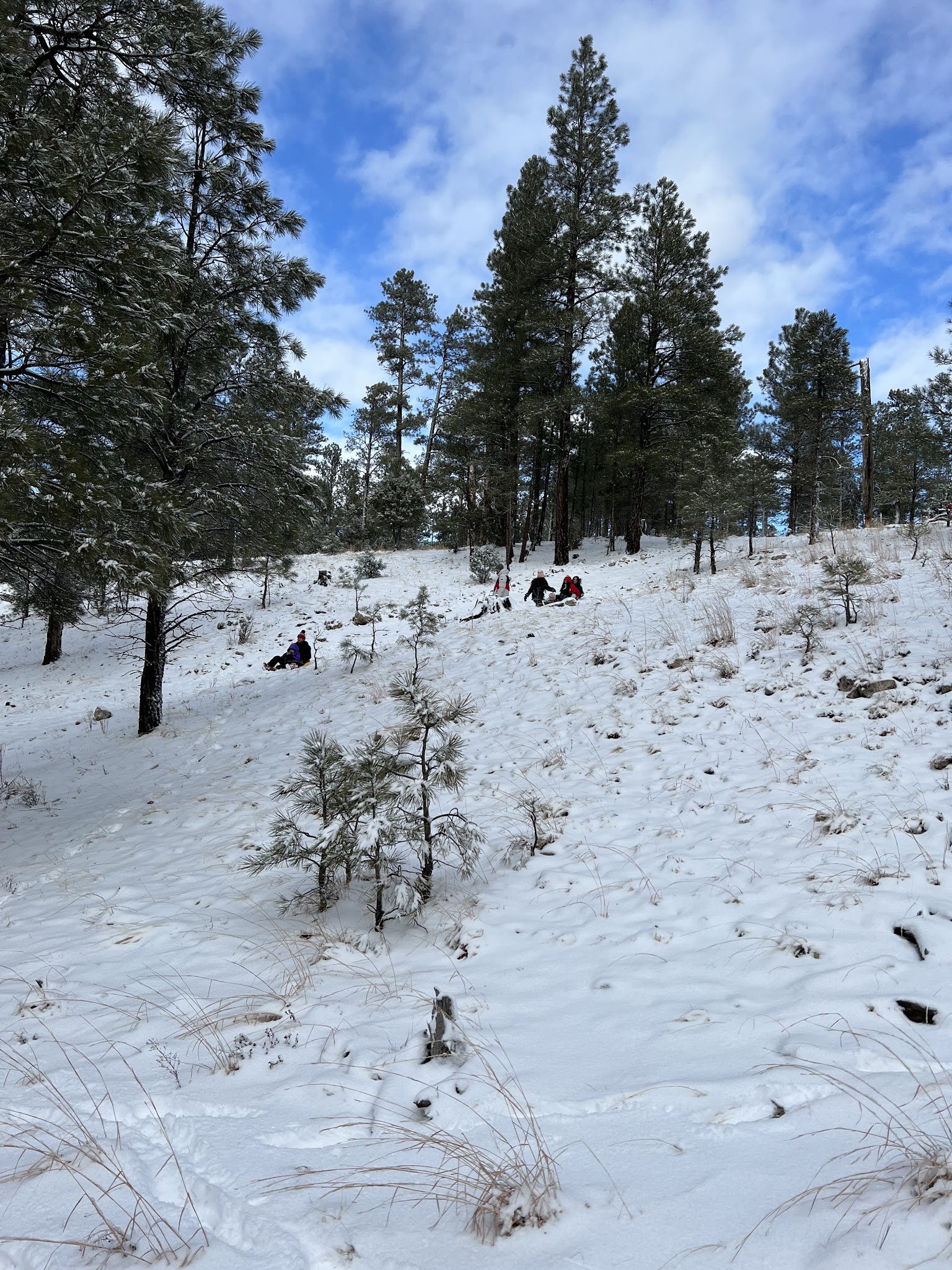 Camp Shadow Pines Organization Site