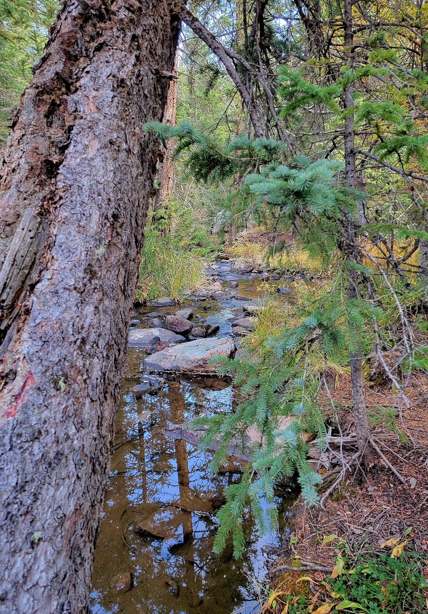 Campbell Creek Campground