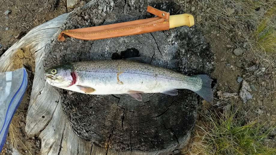 Campbell Lake Campground
