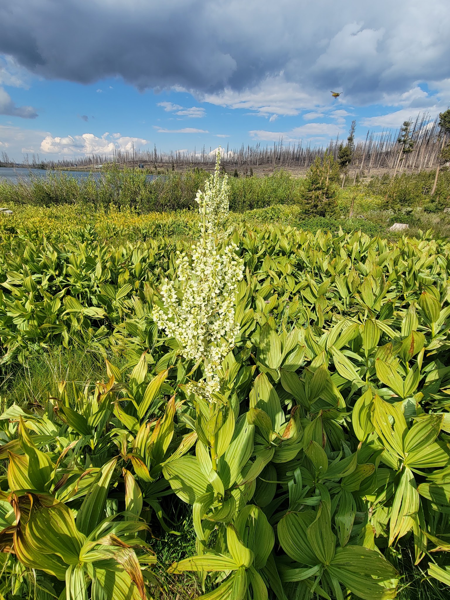Campbell Lake Campground