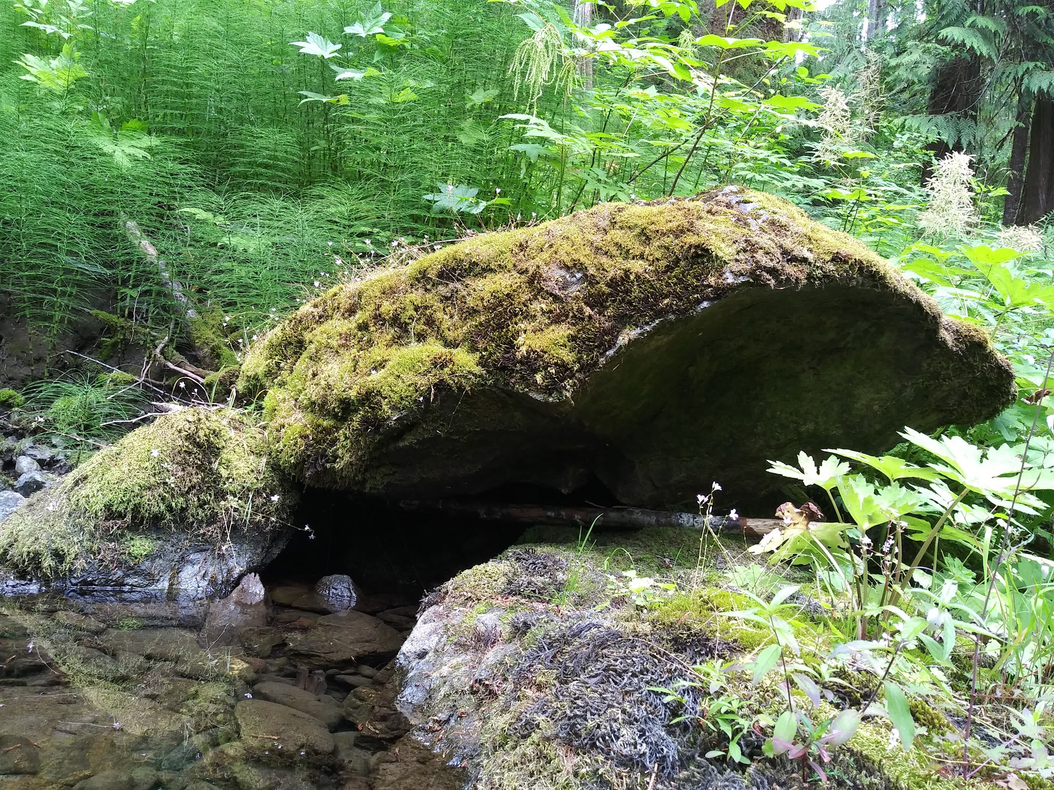 Campbell Tree Grove Campground