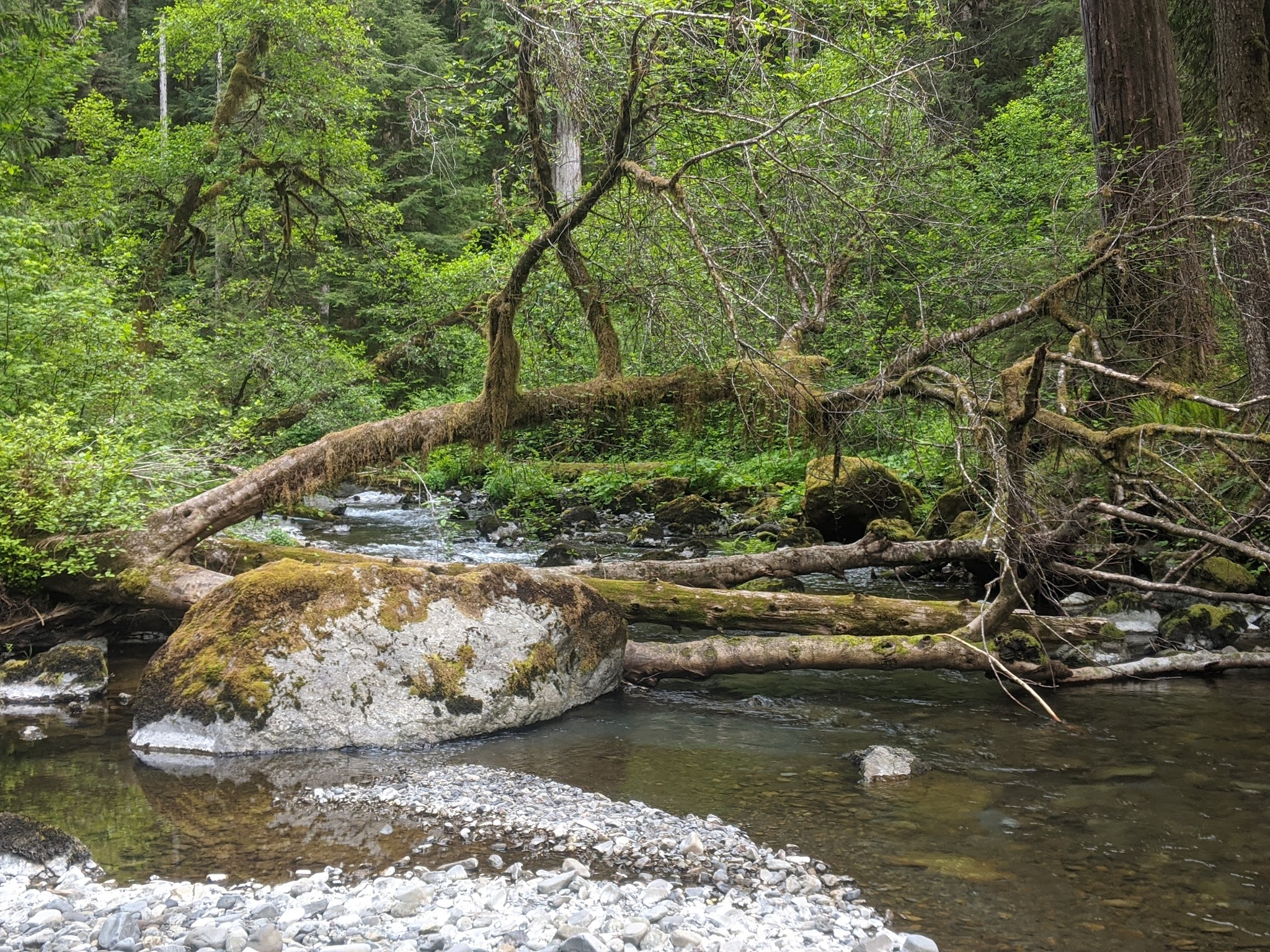 Campbell Tree Grove Campground