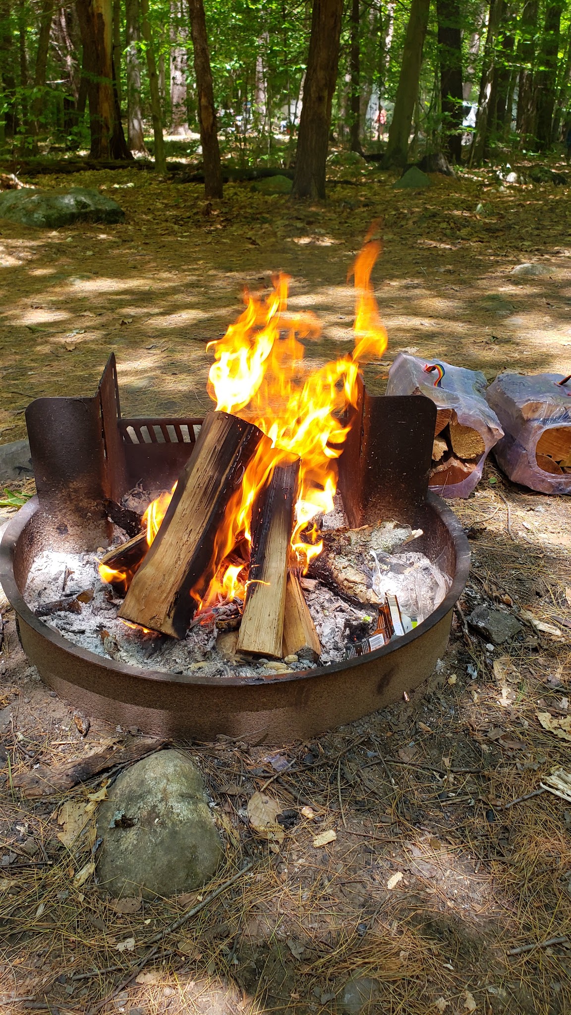 Tolland State Forest