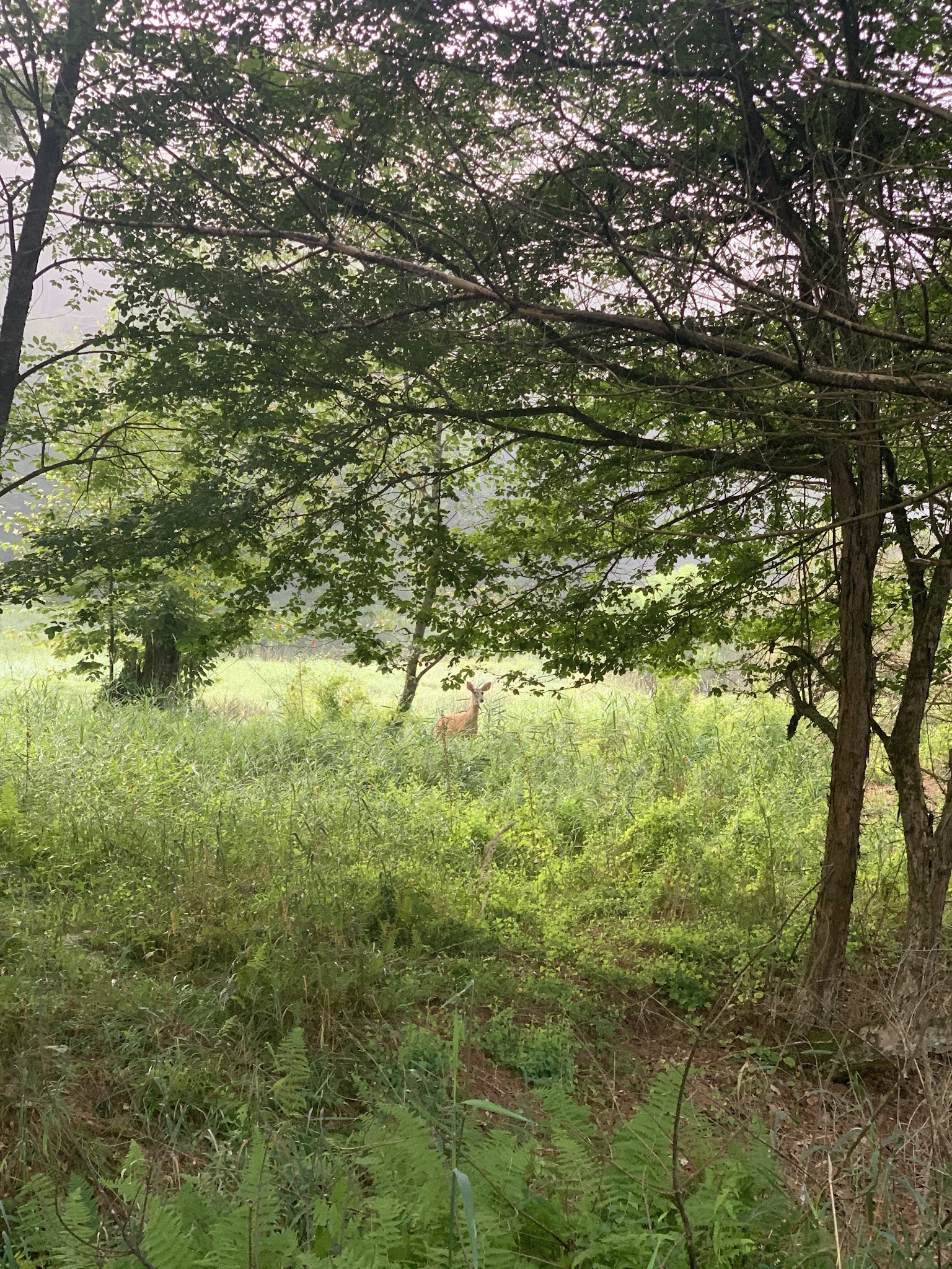 Sinnemahoning State Park