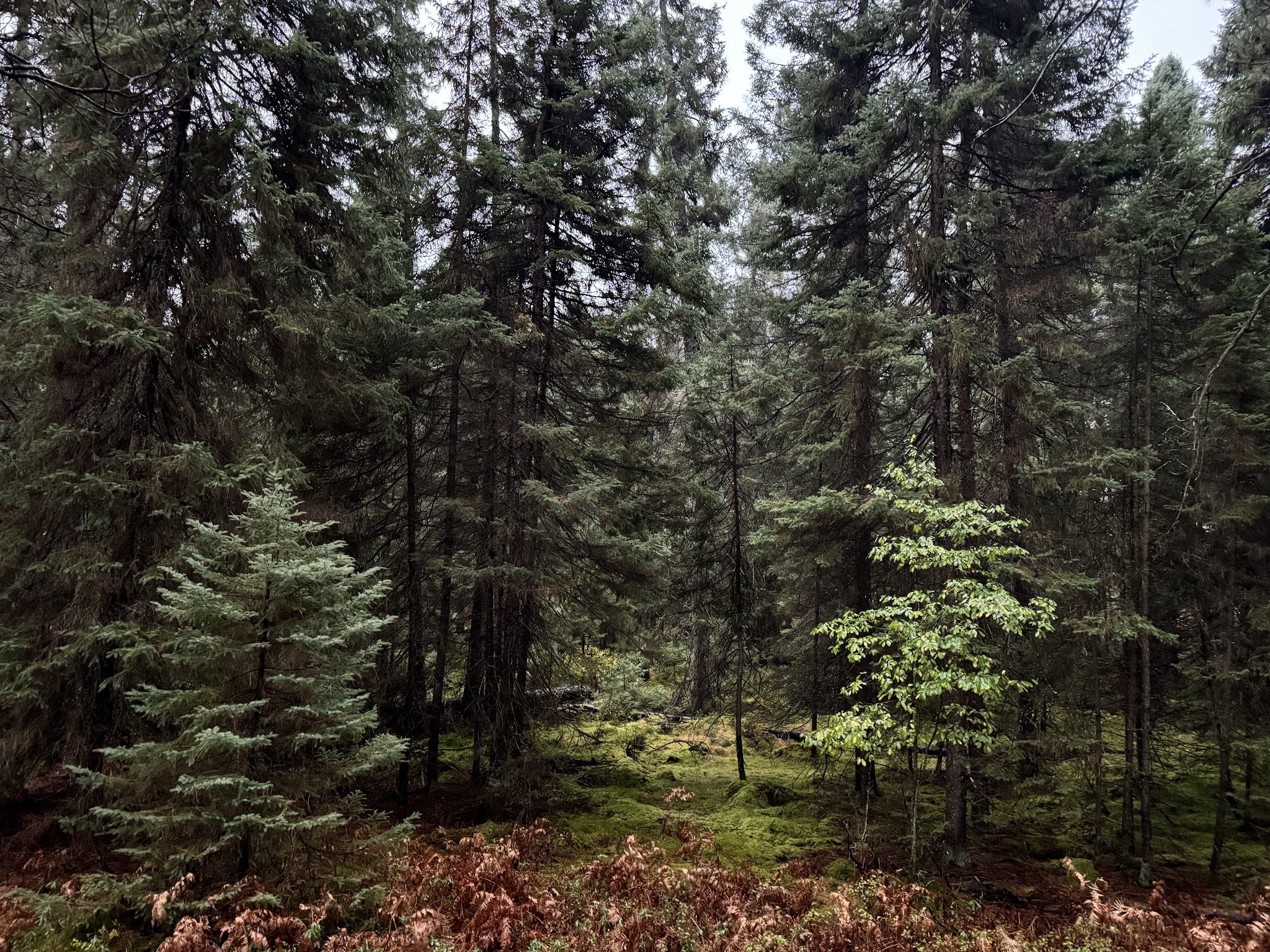 Canoe Harbor State Forest Campground And Canoe Camp