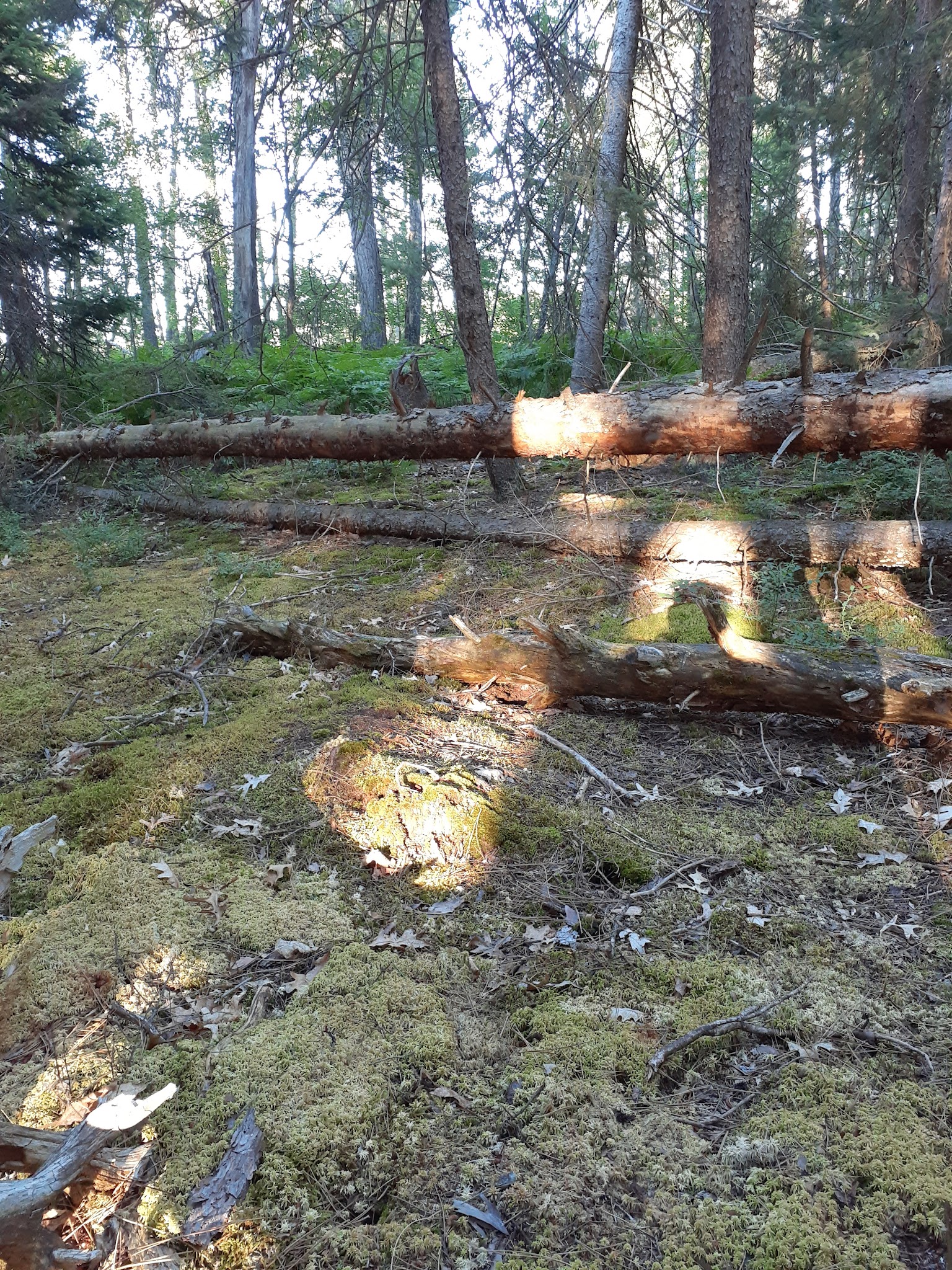 Canoe Harbor State Forest Campground And Canoe Camp