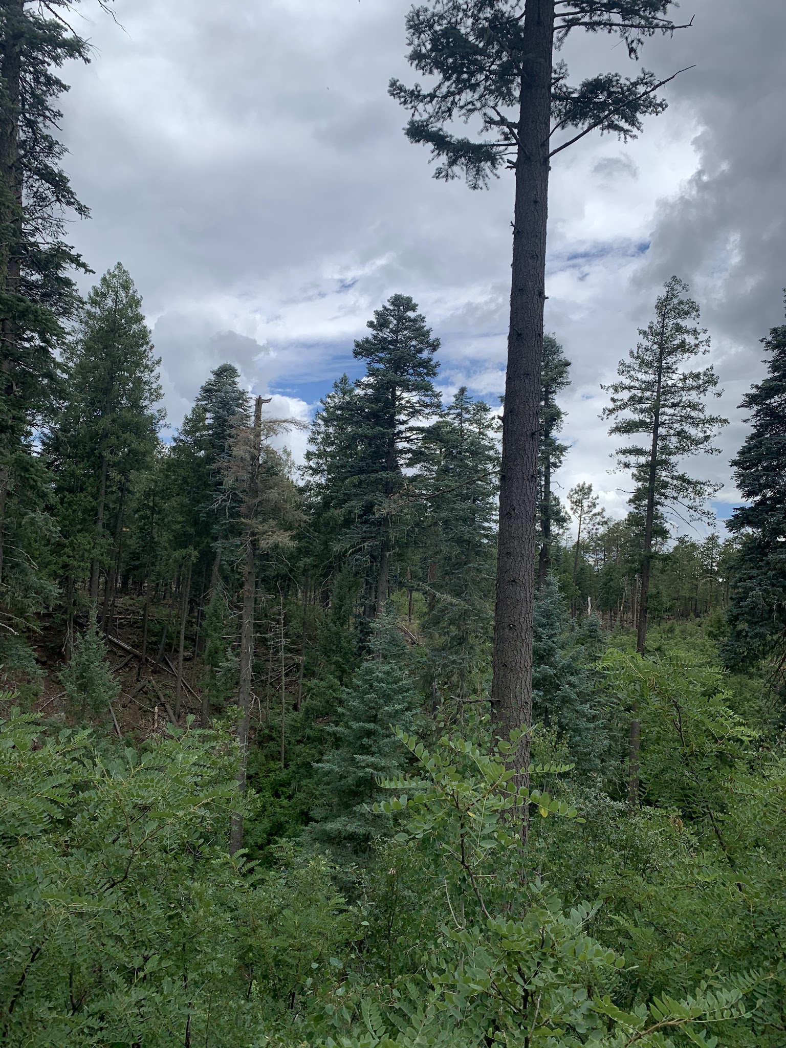 Upper Canyon Creek Campground