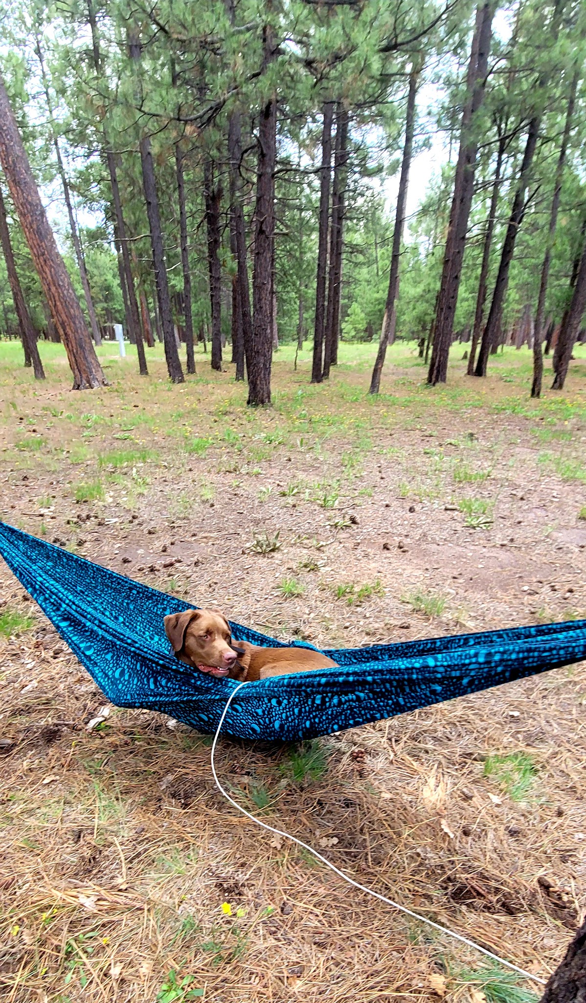 Upper Canyon Creek Campground