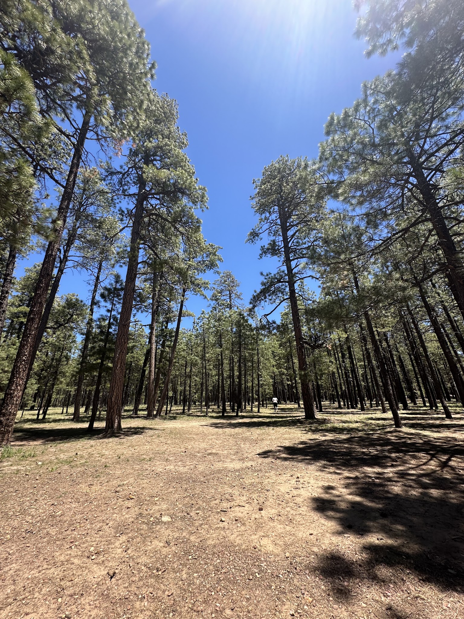 Upper Canyon Creek Campground