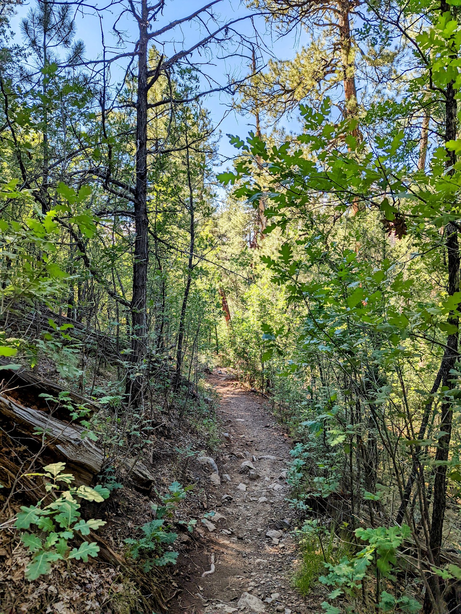 Canyon Vista Campground