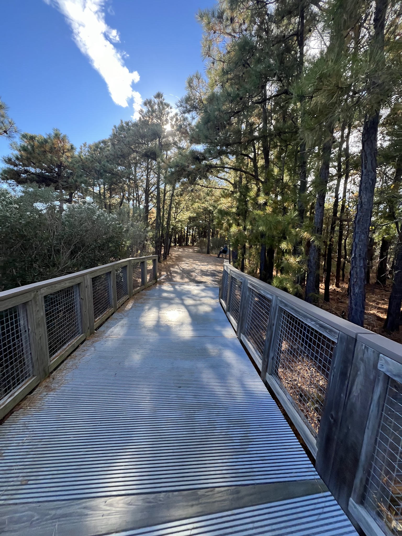 Cape Henlopen State Park