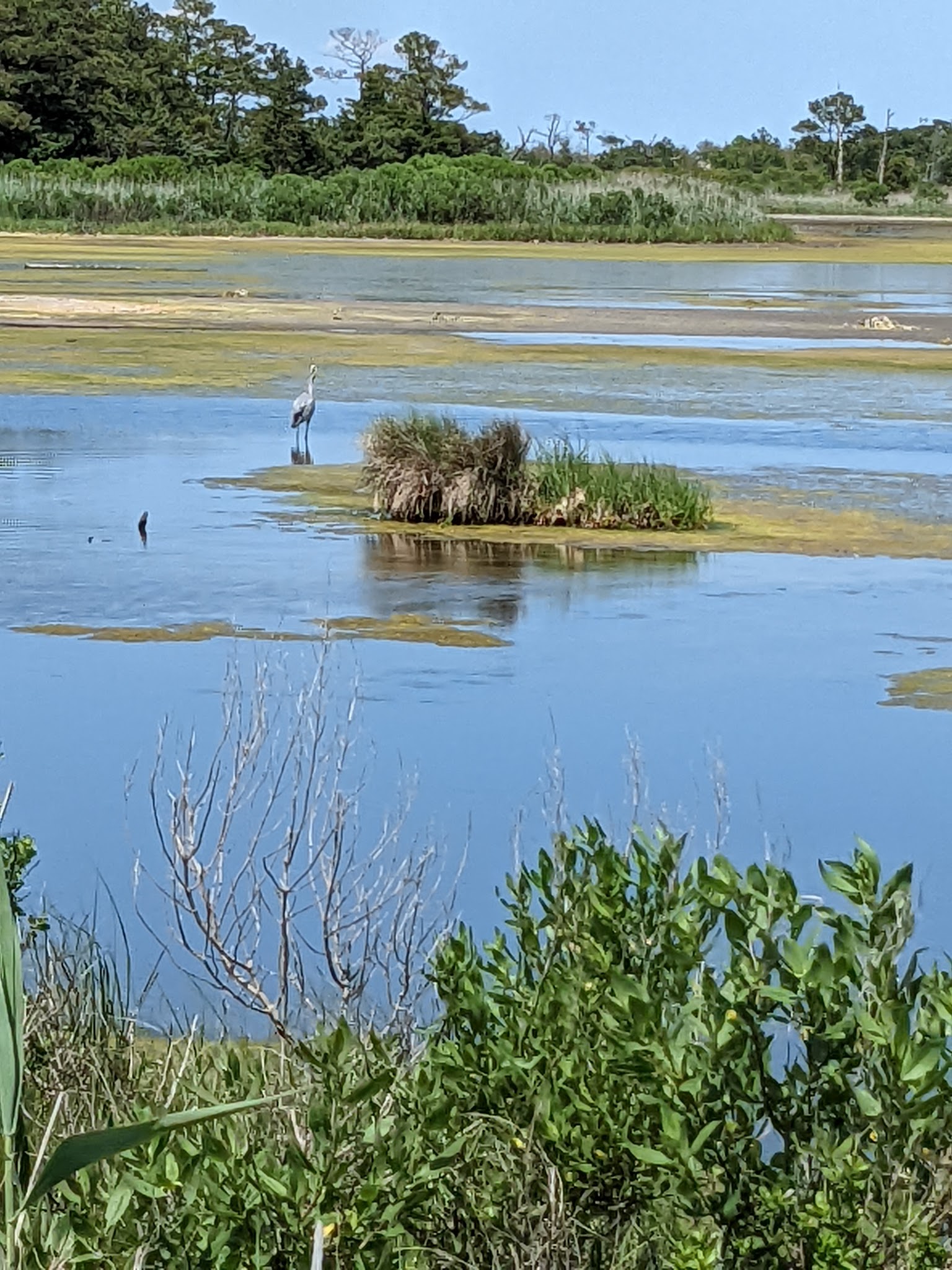 Cape Henlopen State Park