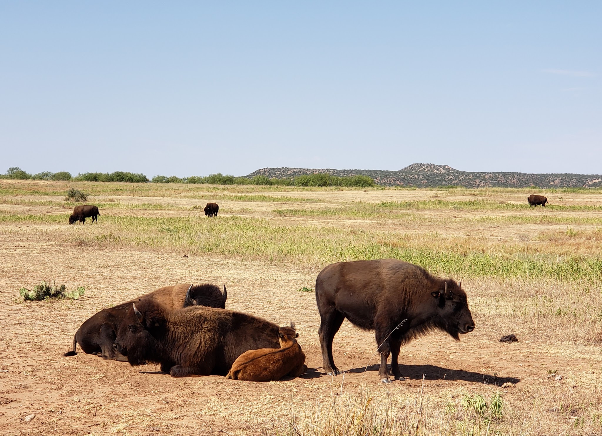 Caprock Canyons State Park And Trailway