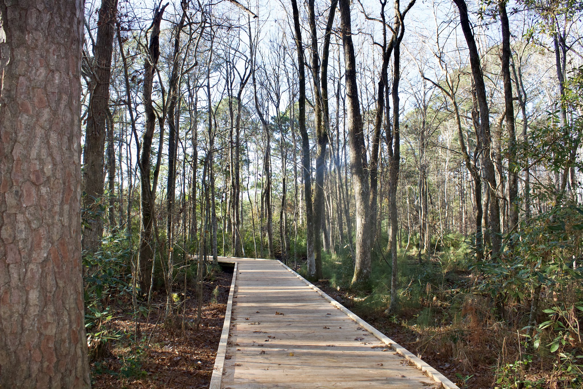 Carolina Beach State Park